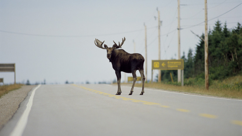 Водителям Татарстана напомнили об опасности столкновения с лосем