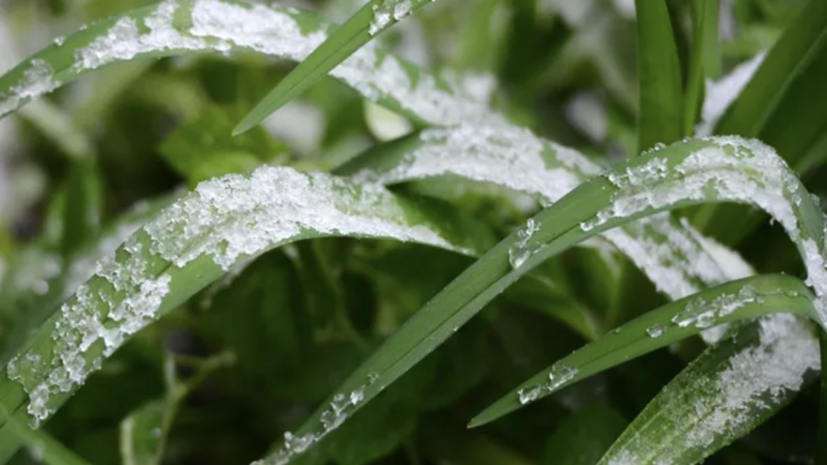 Синоптик Ильин предупредил о ночных заморозках в Москве на неделе