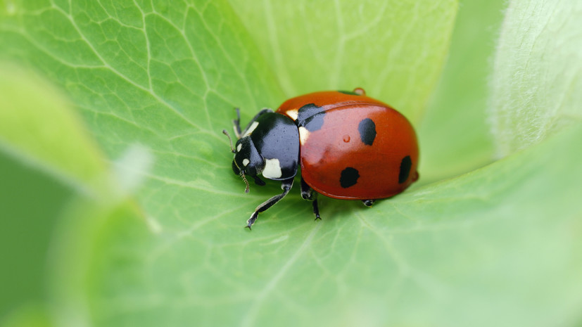 Энтомолог Турицин заявил, что божьи коровки не опасны для человека
