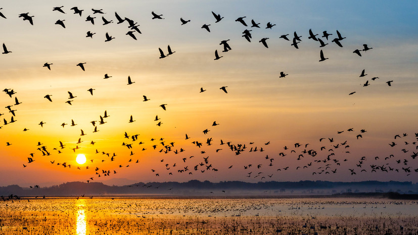 Орнитолог Садыкова: поведение перелётных птиц меняется из-за климата