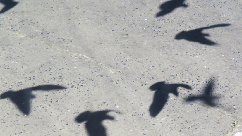 В Самарской области рассказали о работе по сохранению популяции хищных птиц