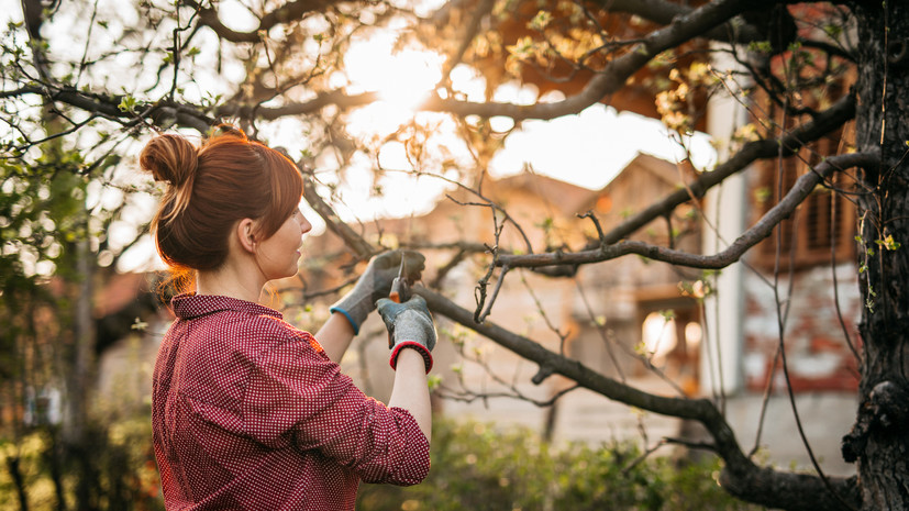 Специалист Галкин посоветовал обрезать деревья после листопада и до морозов