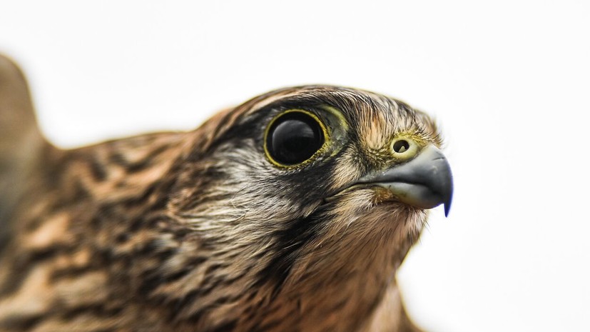 Минприроды: Путин подарил королю Бахрейна двух камчатских соколов