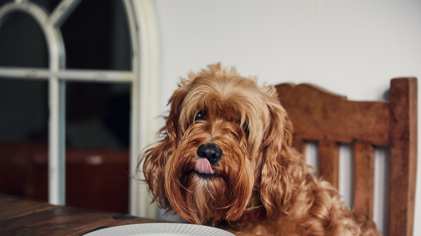 Кинолог Голубев: каштаны очень опасны для собак