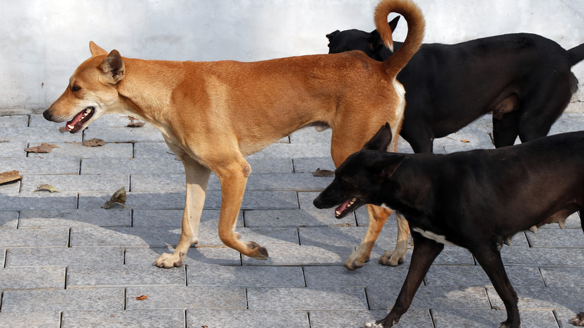 СК заинтересовался делом о нападении собак на девочку-подростка в Самаре