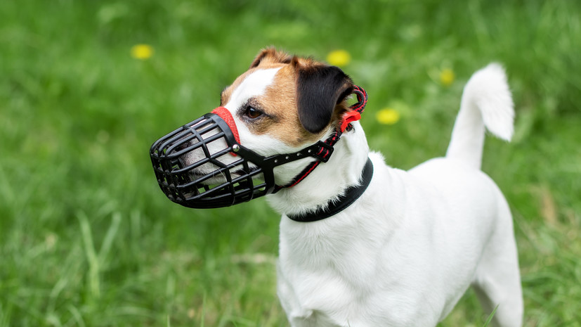 Россиянам напомнили про ответственность за выгул собак без намордников
