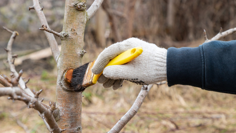 Дачникам советуют осенью укрепить каркас теплиц и обработать стволы деревьев