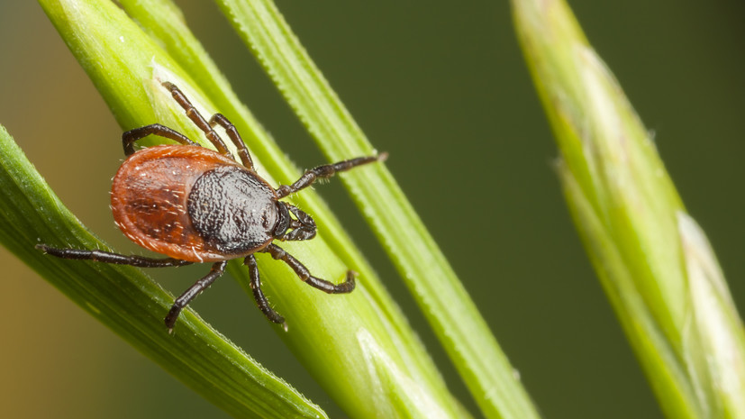 Биолог Удавлиев: в России фиксируется второй период сезонной активности клещей