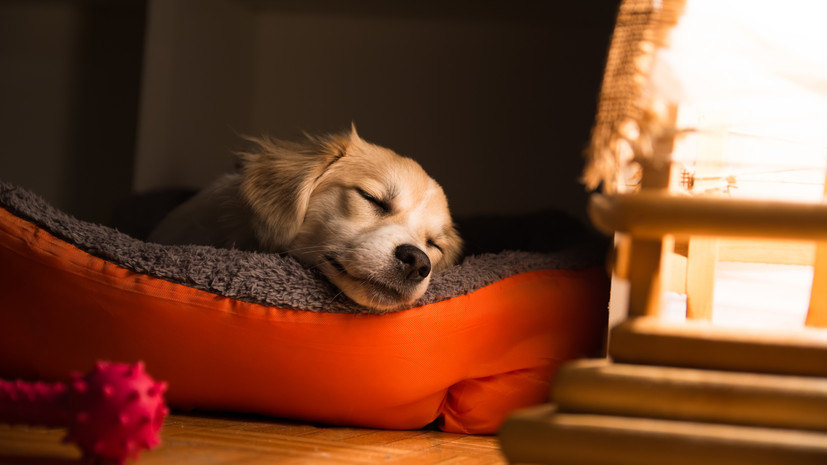 Кинолог Голубев: иногда собаке может потребоваться ортопедический матрас