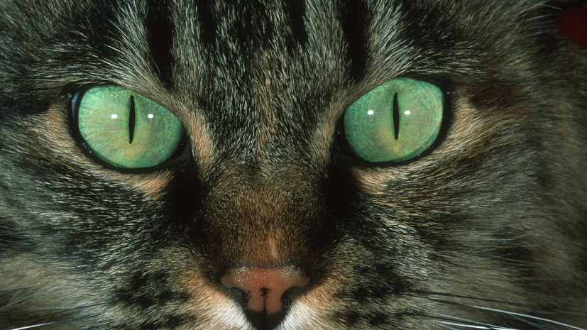 ТЦК «мобилизовал» кота в Киевской области