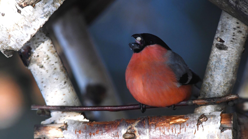 Юрист Зокиров: кормление птиц в городе может грозить штрафом до 500 тысяч рублей