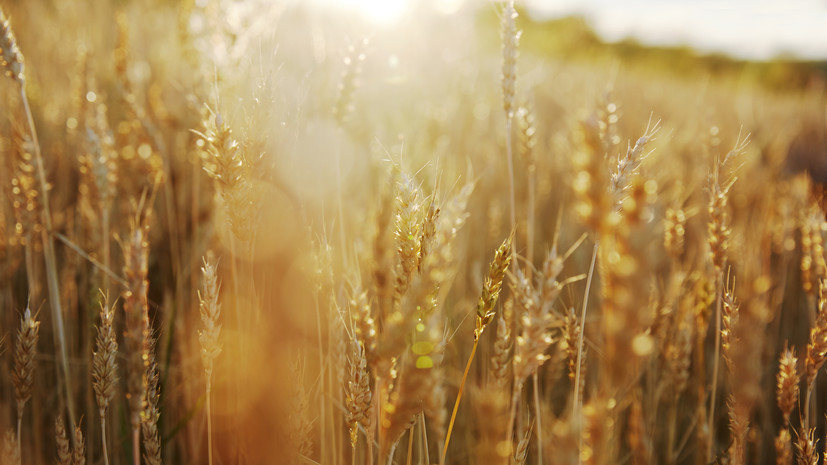 Патрушев: российское зерно остаётся востребованным за рубежом