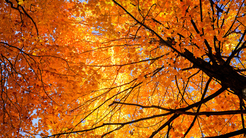 Россиян предупредили, почему осенняя листва может быть опасна для здоровья