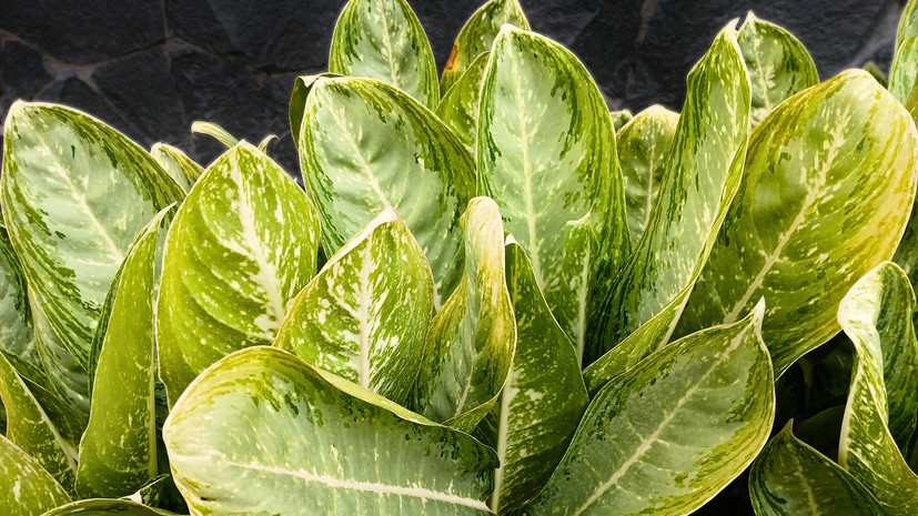 Фармацевт Золотарёва: некоторые виды комнатных растений опасны для здоровья