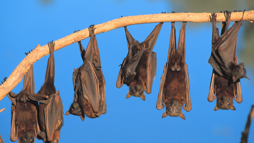 Врач Ерёменко: укус летучей мыши опасен для здоровья