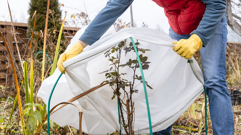 Садовод Самойлова: растения в огороде нужно обязательно укрывать от морозов