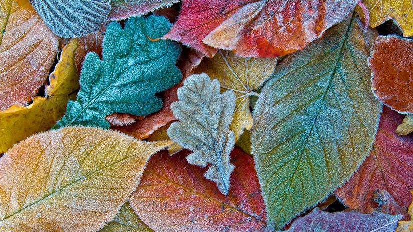 Синоптик Шувалов: утренние заморозки могут вернуться в Москву через неделю