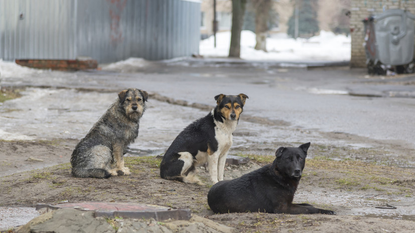 Зоозащитник Варенцов: в России нужно создать зоополицию