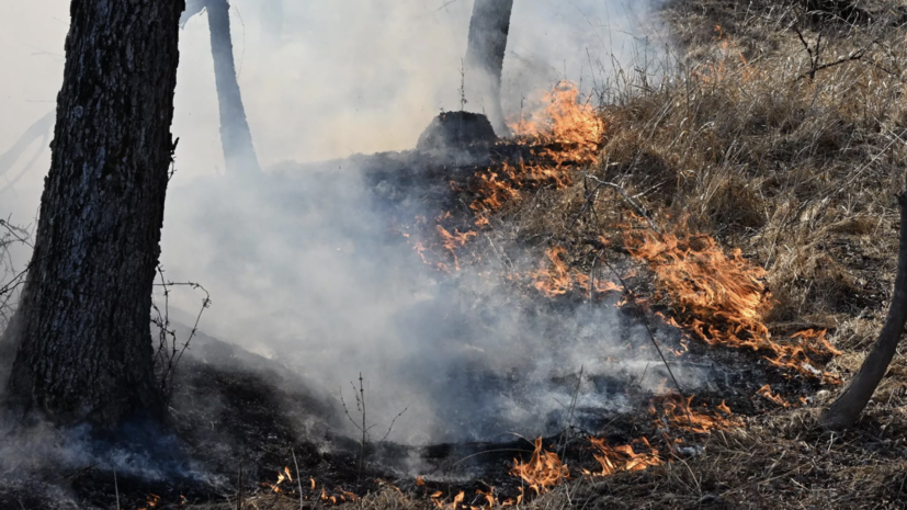 В Крыму рассказали о мерах по восстановлению лесов после пожаров