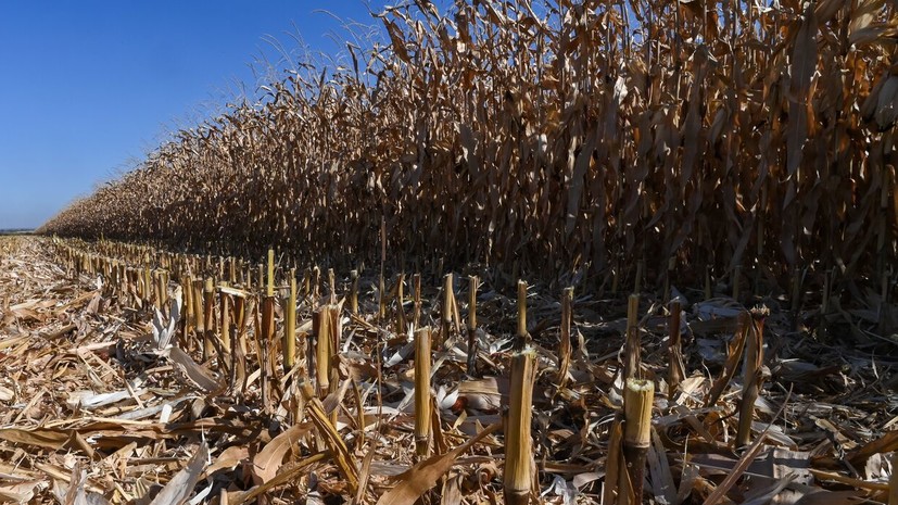 МВД: в Ивановской области охотник застрелил товарища в кукурузном поле