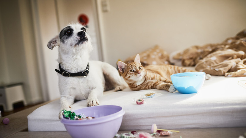 В ГД намерены законодательно ограничить количество собак и кошек в квартире