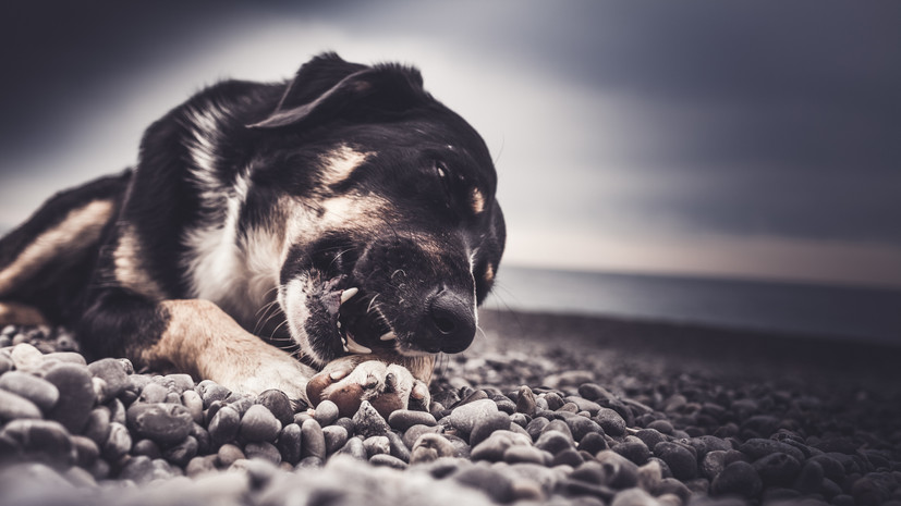 Кинолог Голубев рассказал, почему собаки начинают есть камни