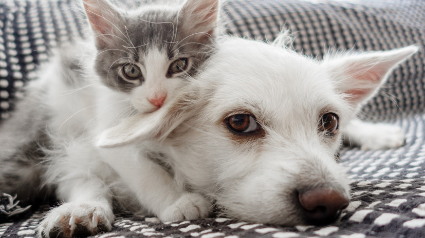 Депутат Бурматов назвал нереализуемой идею ограничить число собак и кошек в квартире