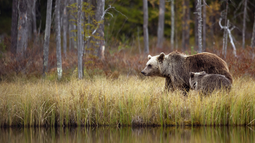 Эксперт по выживанию Алёшкин: пропавших в тайге Усольцевых могут растащить звери