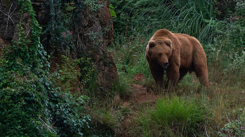 Спасатель Леонов назвал маловероятным нападение медведя на семью Усольцевых