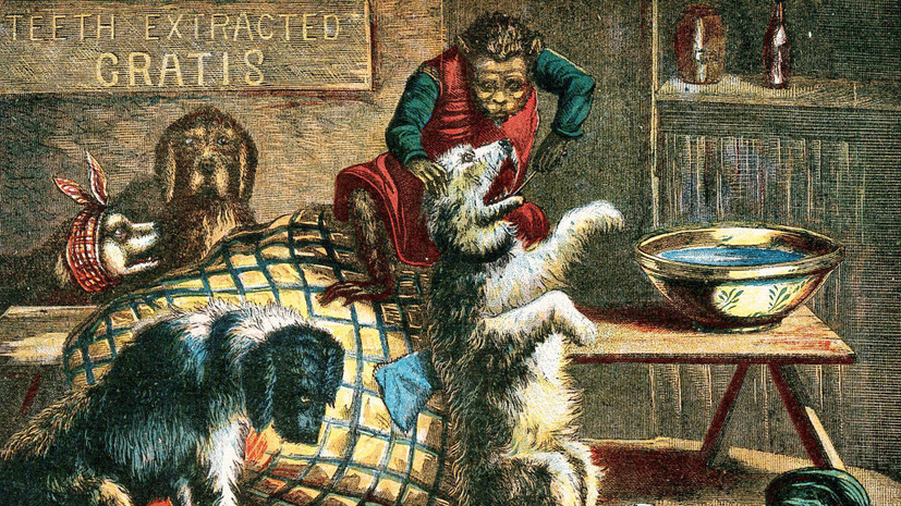 Ветврач Шеляев рассказал, как собакам лечат зубы