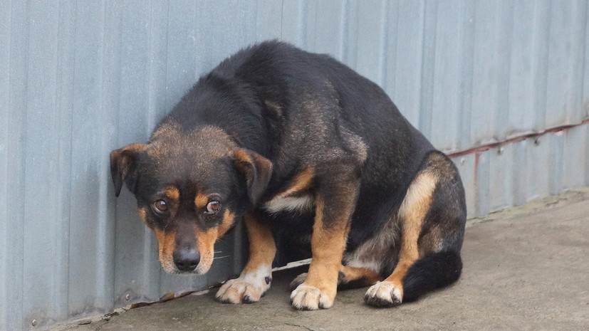 В Госдуме предложили сократить срок оформления прав на бездомных животных