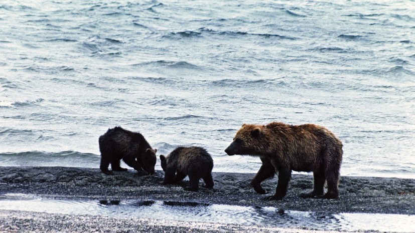 На Камчатке намерены ввести штрафы за прикорм диких животных