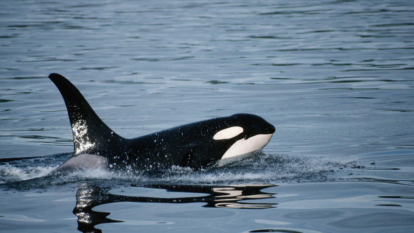 Daily Star: косатки потопили яхту с детьми в Атлантическом океане