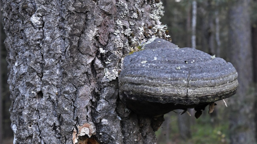 Доцент Баньковская: гриб чага укрепляет иммунитет