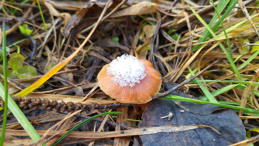 Миколог Вишневский: грибы продолжат расти до заморозков