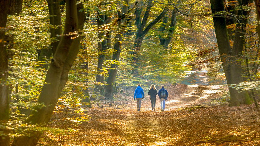 Специалист Колесников посоветовал сообщать близким свой маршрут при походе в лес