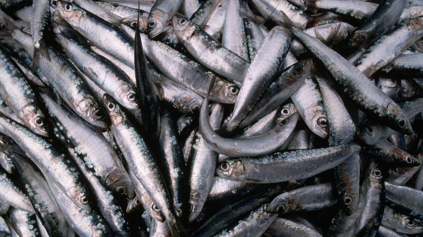 ФАС проверяет обоснованность роста цен на сельдь в рознице