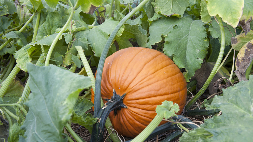 Врач Ступак: тыква полезна практически в любом виде