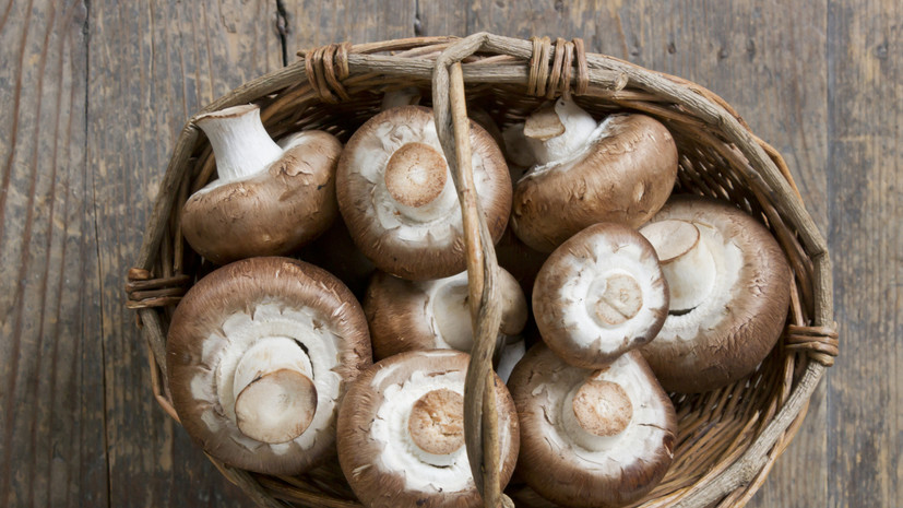 Кинолог Голубев назвал грибы опасной пищей для собаки