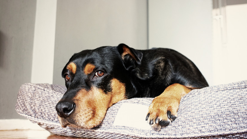 Кинолог Уражевский: собаки способны выявить заболевание у своего хозяина