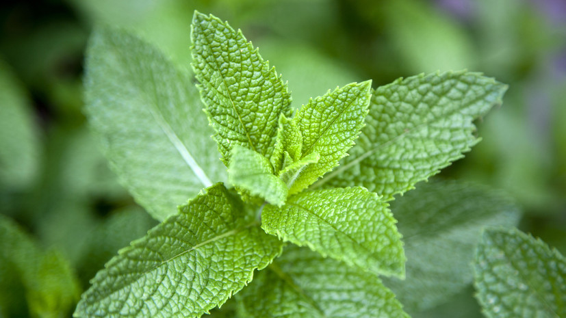 Гастроэнтеролог Корнилова: листья мяты помогают успокоиться и улучшить сон