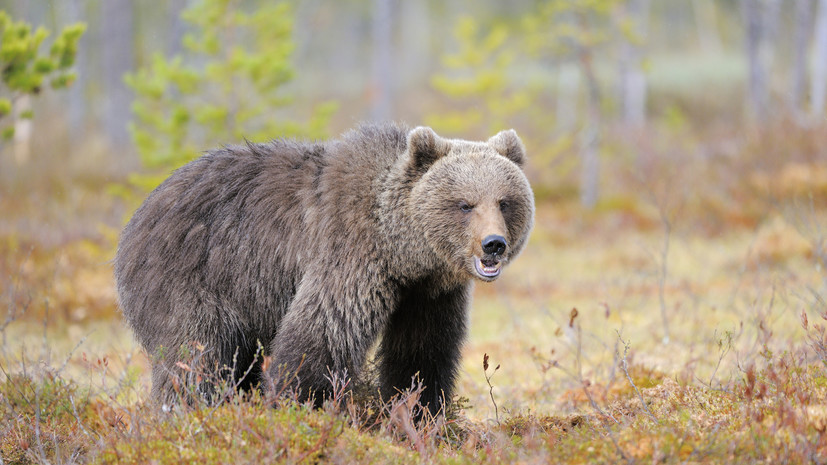 Зоолог Глазков прокомментировал сообщения о появлении медведей в Подмосковье