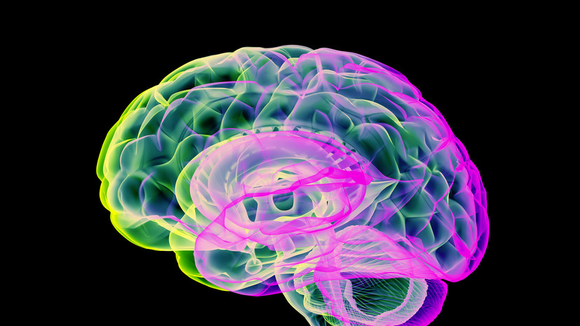 Специалист Молоствова: холин поддерживает функционирование мозга