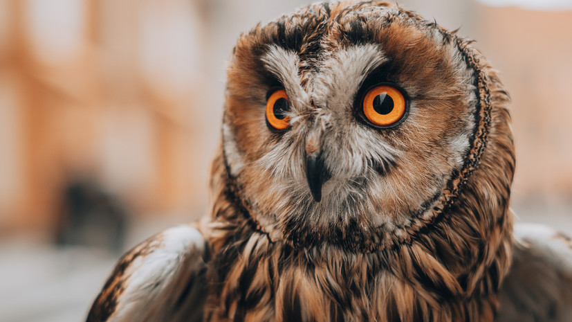 В реабилитационном центре Тюмени помогают четырём раненым совам