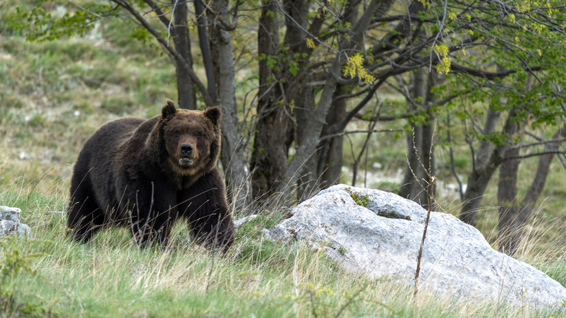 В Приморье врачи спасли мужчину, на которого второй раз в жизни напал медведь