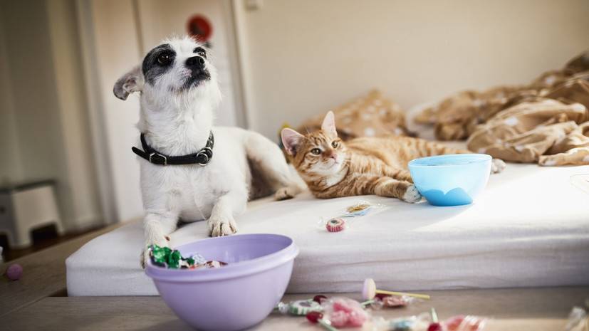 Кинолог Голубев назвал вялость и отказ от еды симптомами простуды питомца