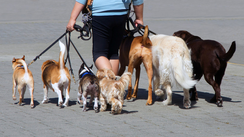 Юрист Хаминский сообщил, что за выгул собак на детских площадках грозит штраф