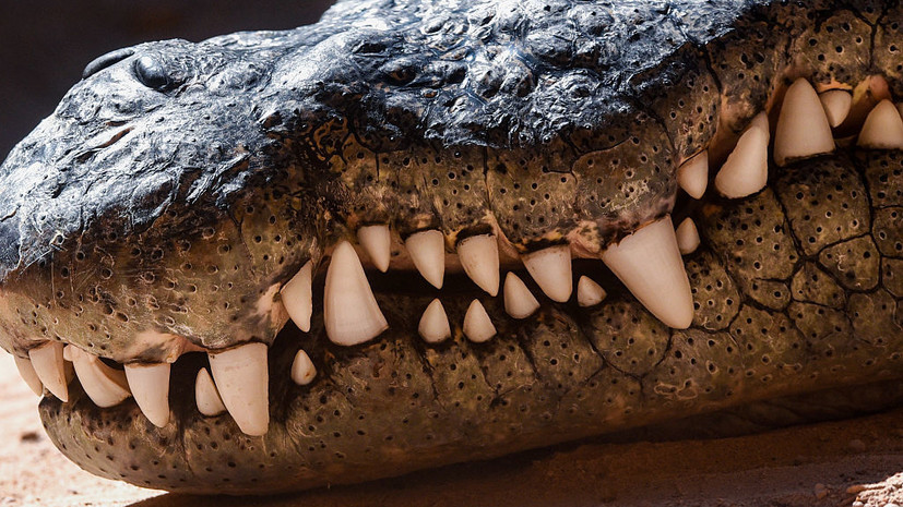 Реку с крокодилами в Австралии признали пригодной для Олимпиады-2032