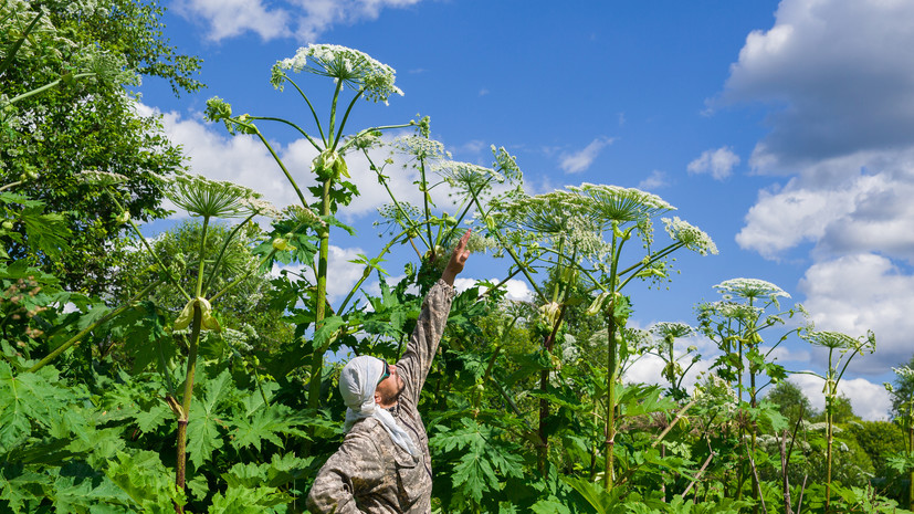 Депутат Чаплин: владельцев участков с 1 марта обяжут бороться с борщевиком