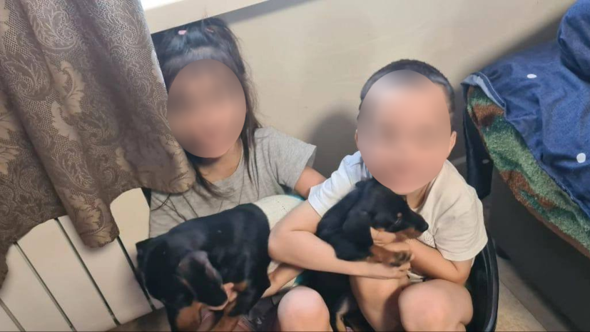 «Дочка проревела всю ночь»: родители девочки-инвалида обратились в полицию, чтобы вернуть котёнка